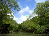 Amazon rainforest