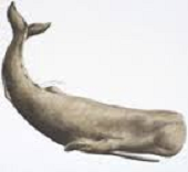Whales